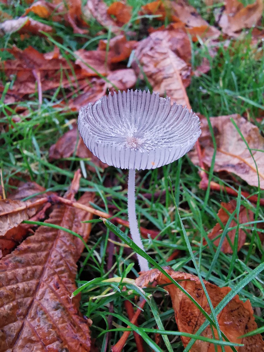 Taken this morning on the dog walk, any ideas what this is <a href="/ChrisGPackham/">Chris Packham</a> <a href="/BBCSpringwatch/">BBC Springwatch</a> <a href="/MeganMcCubbin/">Megan McCubbin</a>? I think it's the early days of a fungi 🤔🤔