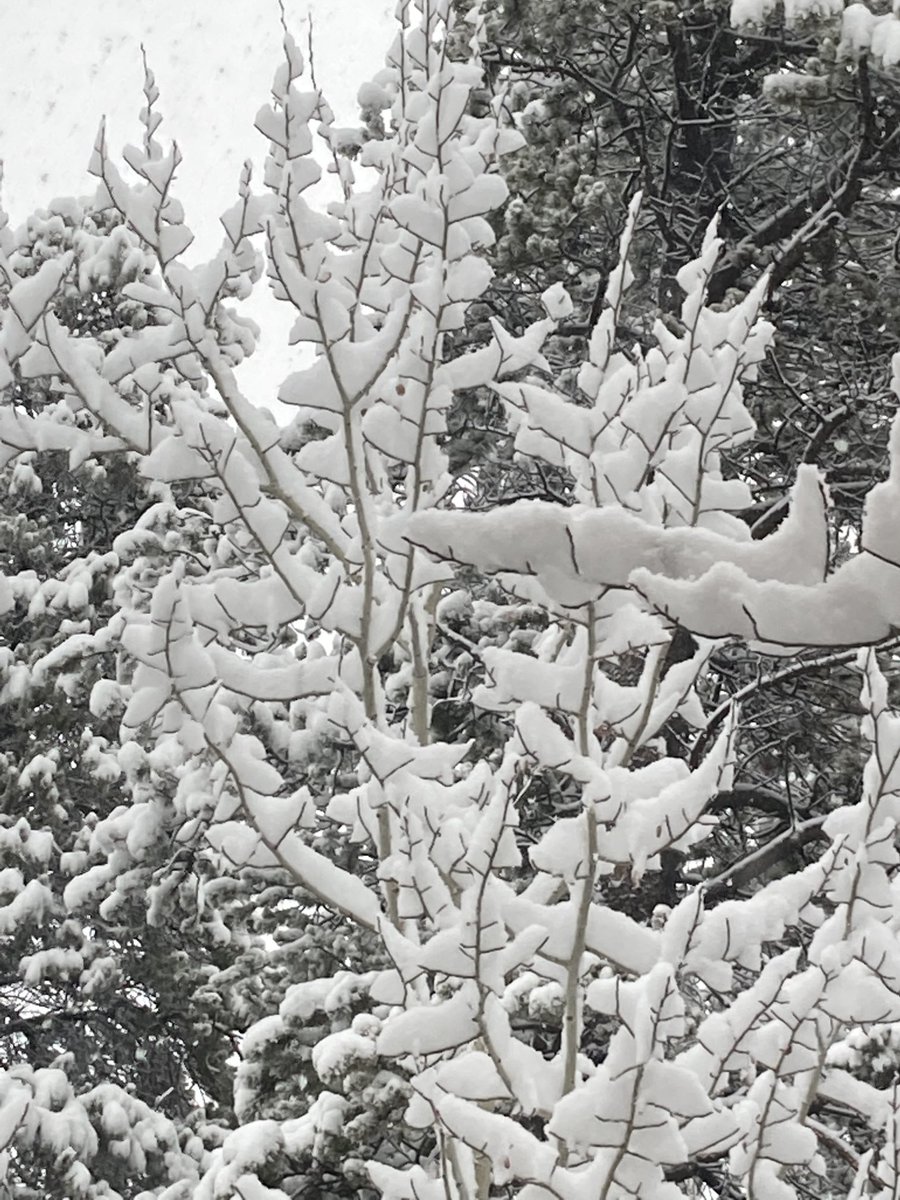 ViSandford's tweet photo. When I woke up this morning, you were my mind…#Canmore https://t.co/iQjcugMwNw