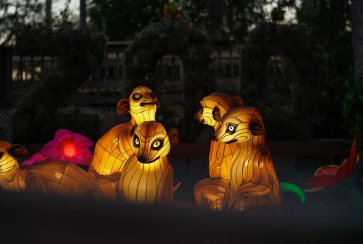 Centralflzoo's tweet photo. Wanting to see the Asian Lantern Festival: Into the Wild but want to avoid crowds? Come out on a weeknight! Find available event nights on our website: https://t.co/irfG9Qa3yt #CentralFloridaZoo #CFZAsianLanternFestival #CFZIntoTheWild https://t.co/quaps4OYvY