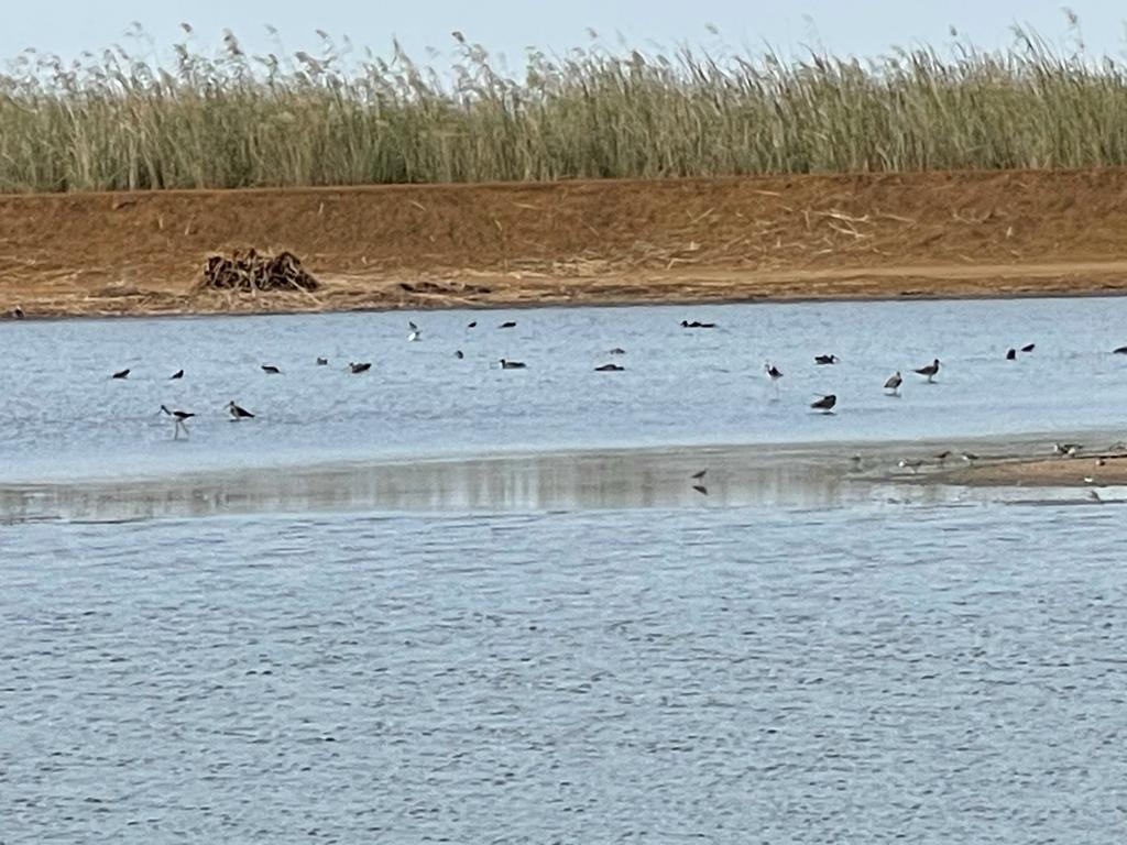 OnuSenegal's tweet photo. Visite conjointe d'@OnuSenegal🇺🇳du projet “RESSOURCE" de la FAO, pour l'autonomisation des femmes par l'exploitation du nénuphar, la protection des oiseaux migrateurs🕊️ et la gestion de l'environnement des zones humides (parc de Djoudj, zone des 3 marigots).
#OneUnSenegal #kebetu https://t.co/f14P8XNc6o