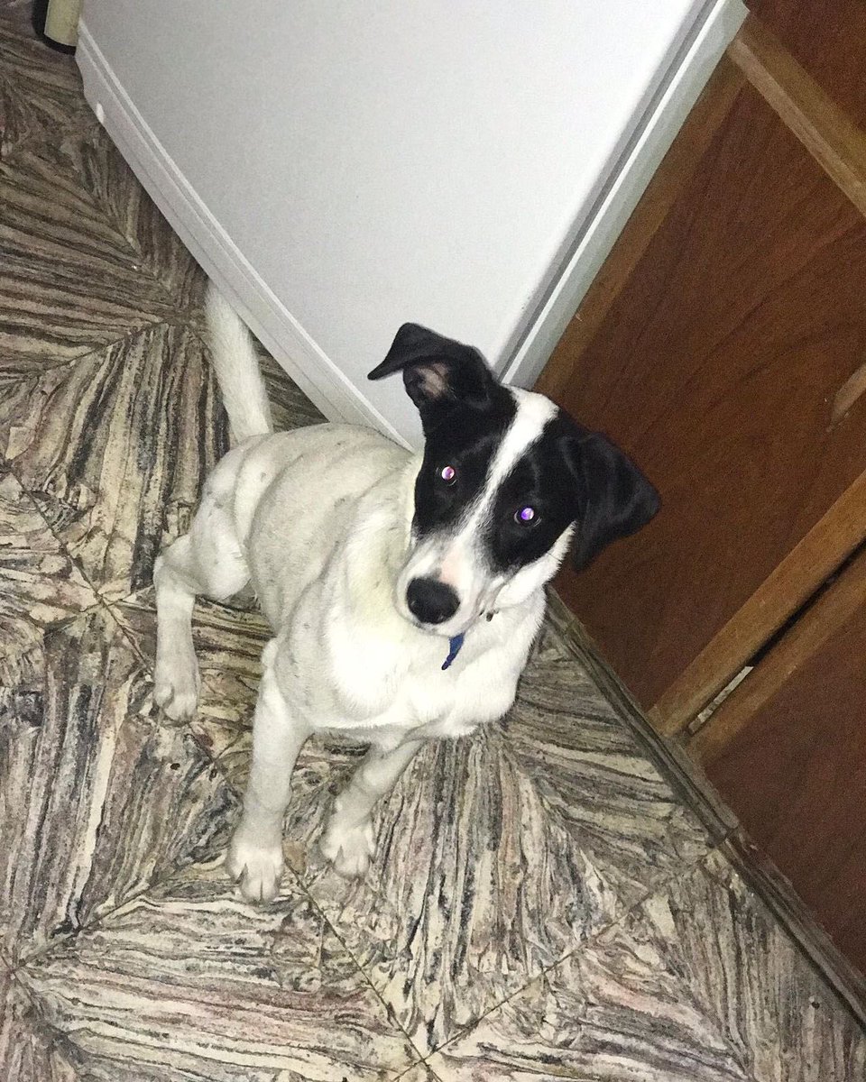 buenosairexdata's tweet photo. perro macho tamaño mediano cachorro aprox 5 meses, es rescatadito necesita un hogar 🏠🙏🏻 este bombón se lleva bien con otros animales, niños adultos aliens, es super cariñoso y le gusta jugar // Nos ayudas con un rt para que consiga familia? https://t.co/3oKzDJa5kE