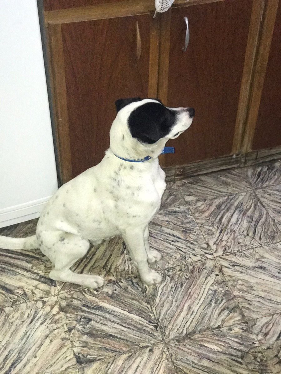 buenosairexdata's tweet photo. perro macho tamaño mediano cachorro aprox 5 meses, es rescatadito necesita un hogar 🏠🙏🏻 este bombón se lleva bien con otros animales, niños adultos aliens, es super cariñoso y le gusta jugar // Nos ayudas con un rt para que consiga familia? https://t.co/3oKzDJa5kE