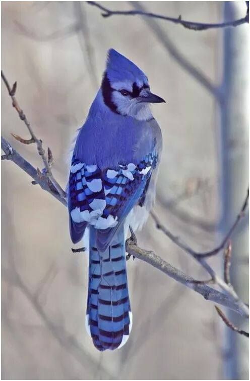 Kristal38922455's tweet photo. #NaturePhotography #birds 💜🖤💜 https://t.co/XlxdfrEhI8