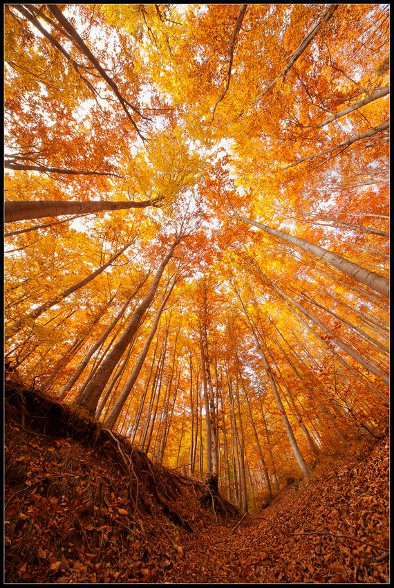 Kristal38922455's tweet photo. #NaturePhotography 🧡🧡🧡 https://t.co/saBI6qCLYk
