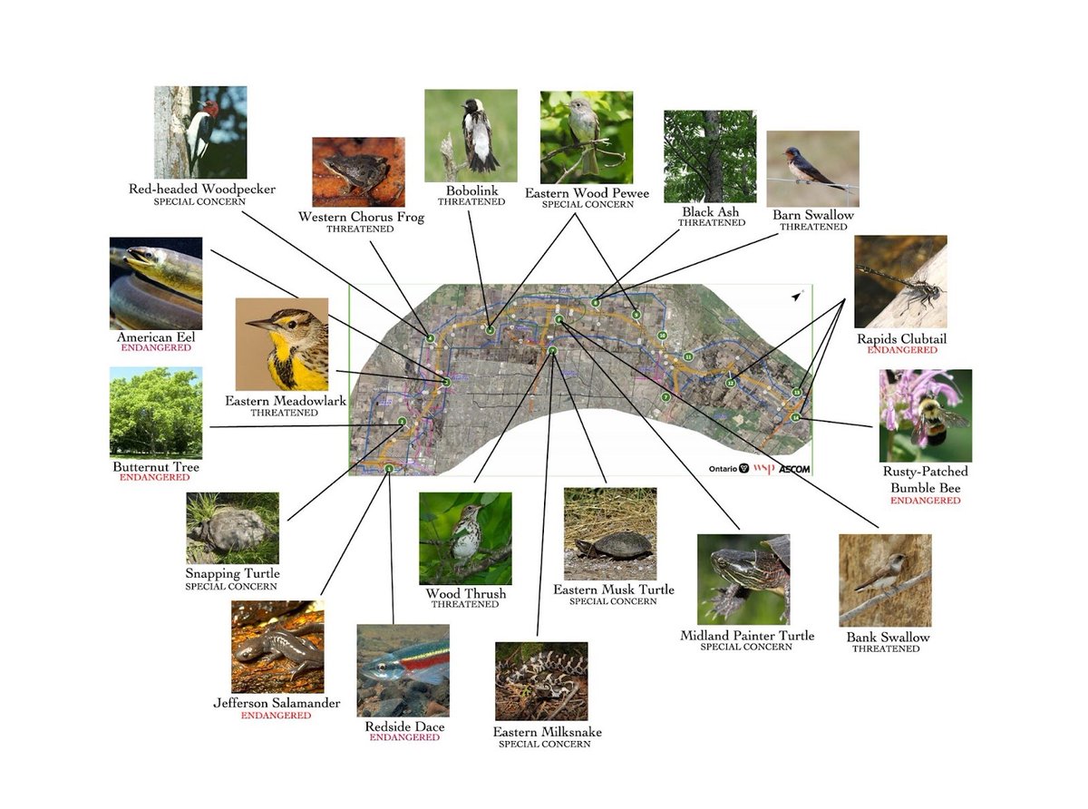 Norm Di Pasquale 🇨🇦 tweet media