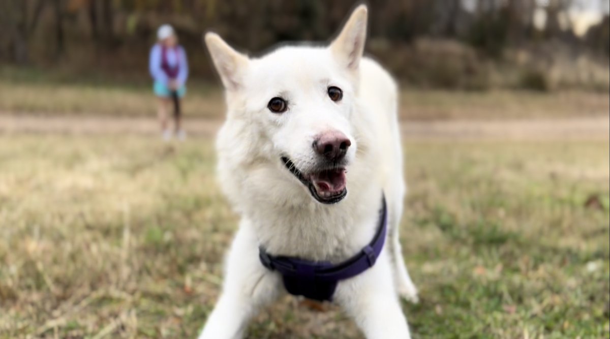 elprager's tweet photo. Cool weather, run at the park, one happy dog! #joy #dogs #needfun https://t.co/7mdUxmgj7J