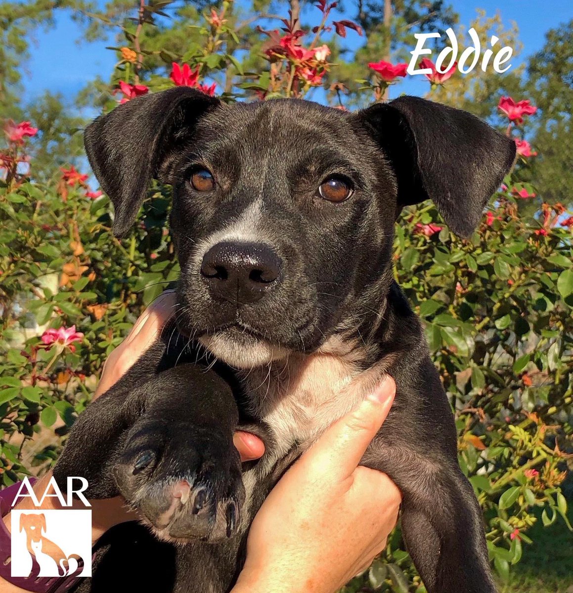 Eddie's foster has fostered numerous pups and Eddie is his favorite. He played well with his other dog and was a joy to have. Eddie is back with us and we would love nothing more than to find his furever home. He really is the sweetest.Come meet Eddie! #adoptables #DogsofTwittter