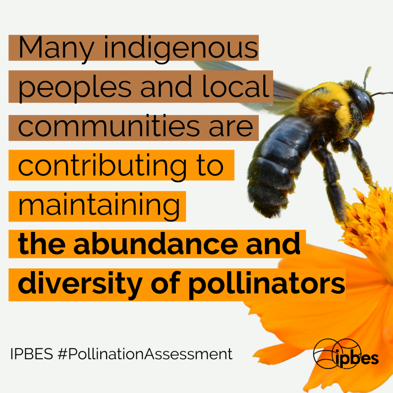 IPBES's tweet photo. We depend on bees and other #pollinators for our quality of life.

🐝🦋🦇🐦

They play a vital role in maintaining our food security, contribute to biodiversity and support other ecosystem services.

Learn more with @IPBES #PollinationAssessment
