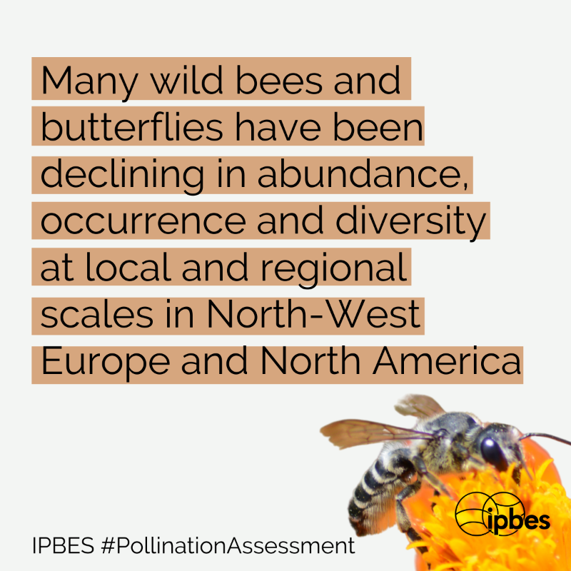 IPBES's tweet photo. We depend on bees and other #pollinators for our quality of life.

🐝🦋🦇🐦

They play a vital role in maintaining our food security, contribute to biodiversity and support other ecosystem services.

Learn more with @IPBES #PollinationAssessment