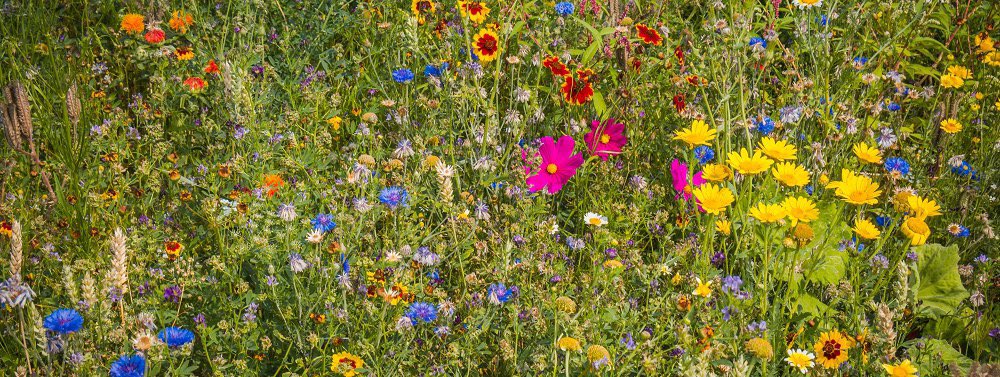 #Biodiversiteit | Aanleg Kilometers bloemrijke oevers Zoeterwoude. Initiatief van o.a. <a href="/HHRijnland/">Hoogheemraadschap van Rijnland</a> en DeGroeneKlaver.nl💧Duizendblad, vogelwikke, gele morgenster, ratelaar, knoopkruid, bevernel, pastinaak, margriet, boterbloem e.a. 🐝 Meedoen? rijnland.net/actueel/nieuws…