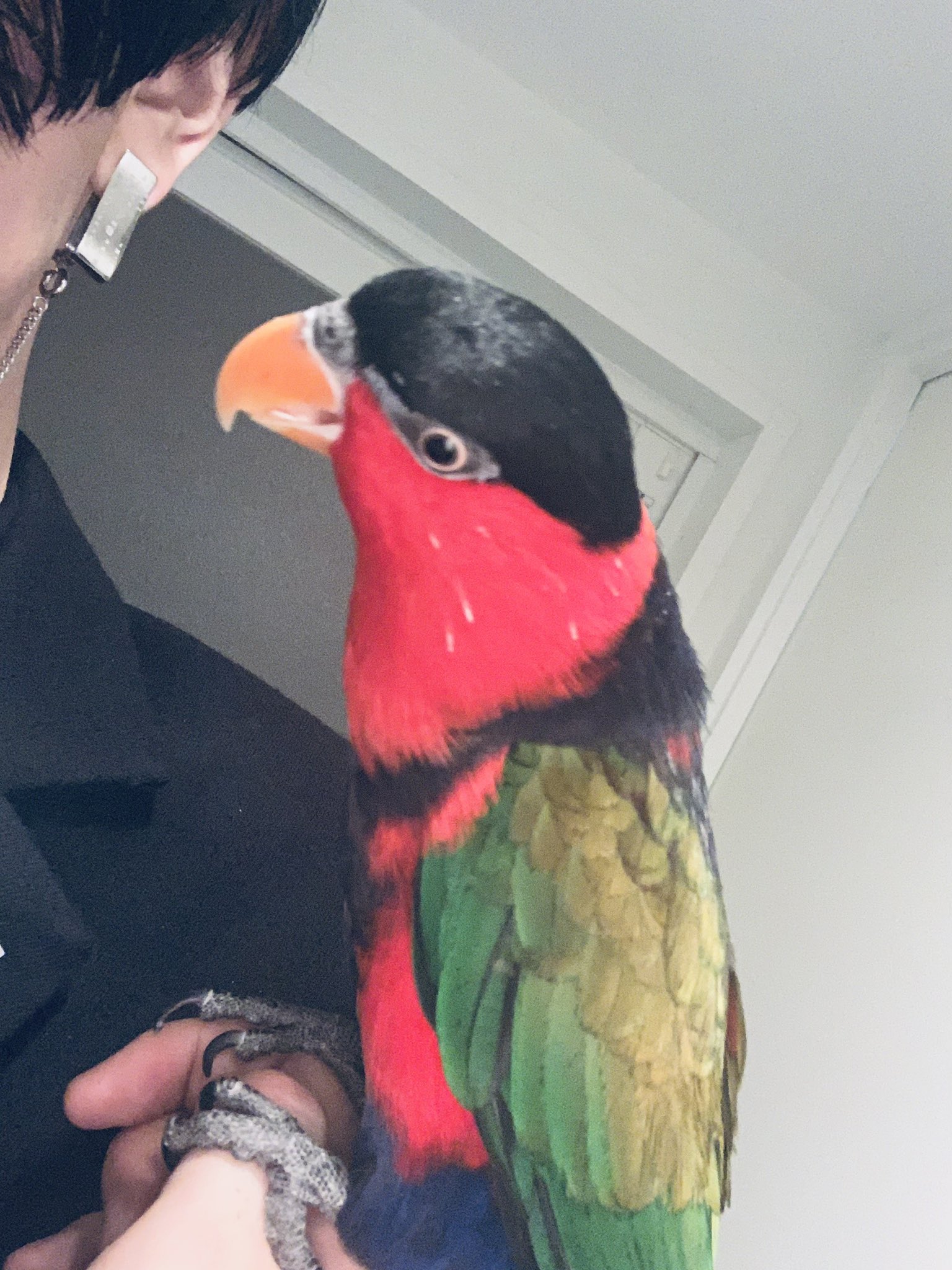 雷太 Raita いいインコの日 ということで 実はわたくし インコ ヒインコ と暮らしております 名前は おくに です よく踊ります ﾖﾛｼｸｰ オトメズグロインコ ズグロオトメインコ ローリー T Co Zwgc7iwbdh Twitter