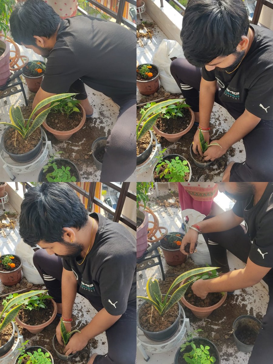mrdogra007's tweet photo. A small plant 🪴 can make your home 🏡 more beautiful #planting #greenery #environement #plants #cleanair #gardening https://t.co/DMPWVmDXKF