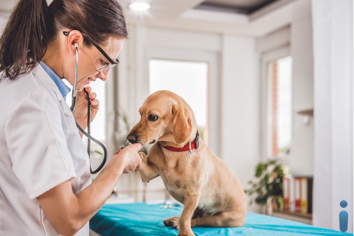 AgioGlobal's tweet photo. AgioGlobal selecciona Veterinario/a para Barcelona

https://t.co/syAhWDXxrs

#empleo #trabajo #empleobarcelona #ofertatrabajo #ofertaempleo #barcelona #veterinaria #empleovet #vet #jobs #career #empleoanimales #clinicaveterinaria https://t.co/udmXDUerwp