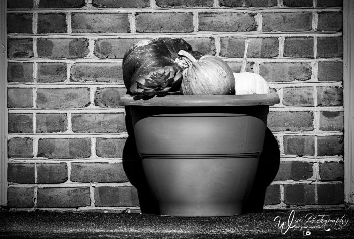 JennyWisePhotos's tweet photo. November 15
https://t.co/BJSWem2kjK
#grayscale #blackandwhite #blackandwhitepumpkin #blackandwhitebricks #pumpkins #brickgarage #pumpkin #bricks #blackandwhitebrickwall #brickwall #bricksinblackandwhite #brick #wall #walls #pumpkinsoftwitter #blackandwhitewallsoftwitter https://t.co/2i9UFU87Oy