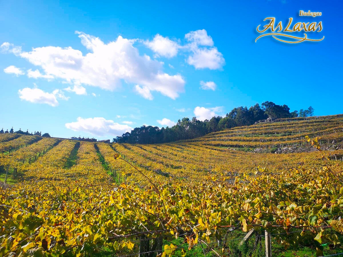 AsLaxas's tweet photo. Finca O'Pucha en pleno #otoño 😍
Tonalidades verdes, amarillas, ocres... ¡¡Cómo nos gusta esta estación!!
#BodegasAsLaxas #Laxas #bodega #winery #OPucha #autumnvibes🍁 #autumn #enoturismo #ríasbaixas #CondadoDoTea #condadoparadanta https://t.co/MRymSRg8HU