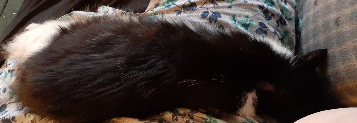 PurcellAnimals's tweet photo. @ColeTheBlackCat Ben: I enjoy being draped across people, they are so warm. https://t.co/hvv5Tyw2an