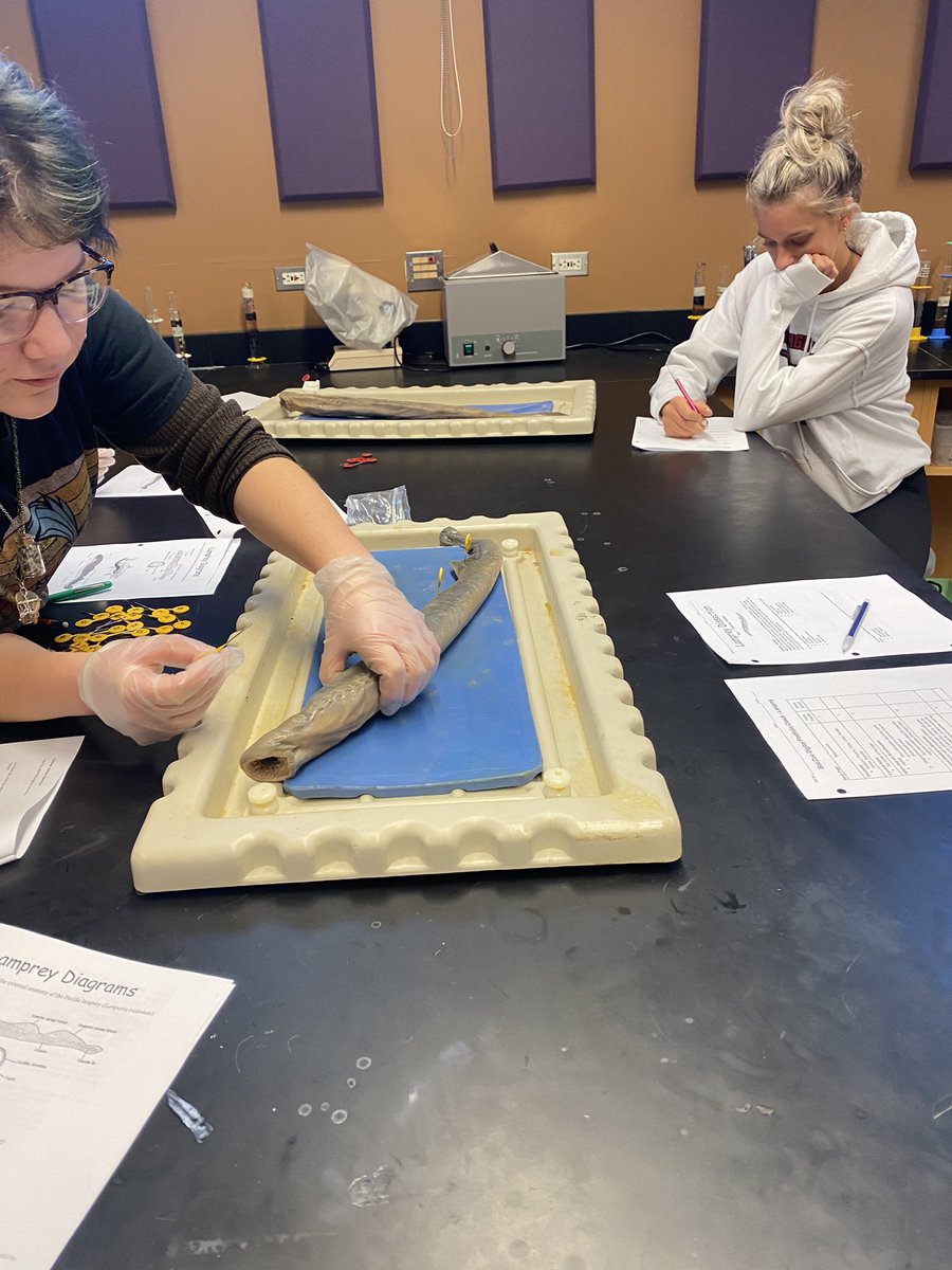 RienasScience's tweet photo. Bot/Zoo Lamprey Dissection. It feels good to be back in the lab dissecting again. #RScience https://t.co/9zWNtJv3aO