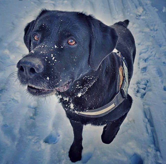 PeludosAngeles's tweet photo. #FOX (9 AÑOS) #LUGO
Nos piden ayuda con este abuelito. Es un labrador, muy sociable y tranquilo. Está muy cuidado.
Fox está acostumbrado a vivir dentro de casa. Es un perrito muy limpio y obediente 🥰

982100538 // 607495650 https://t.co/XF16bnC4vm