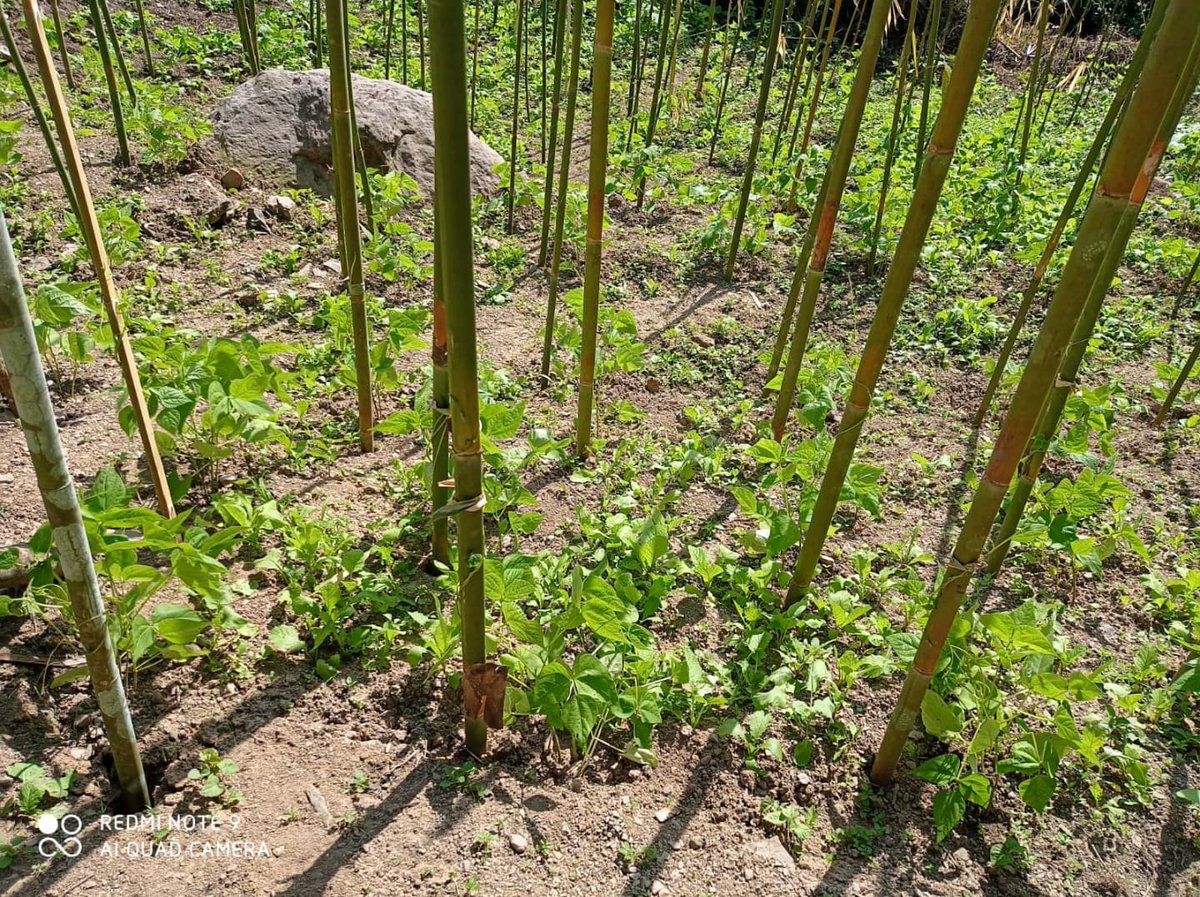 fam_cart's tweet photo. Lungpher lam bean pawh kan nei thei thuai ang π±π
.
.
#famcart #vegetablesupplychain #mizoram #farmersinterest #farmtotable #intodelhmizoram #intodelh #loneitu #bean #lungpher https://t.co/59bvq47cgI