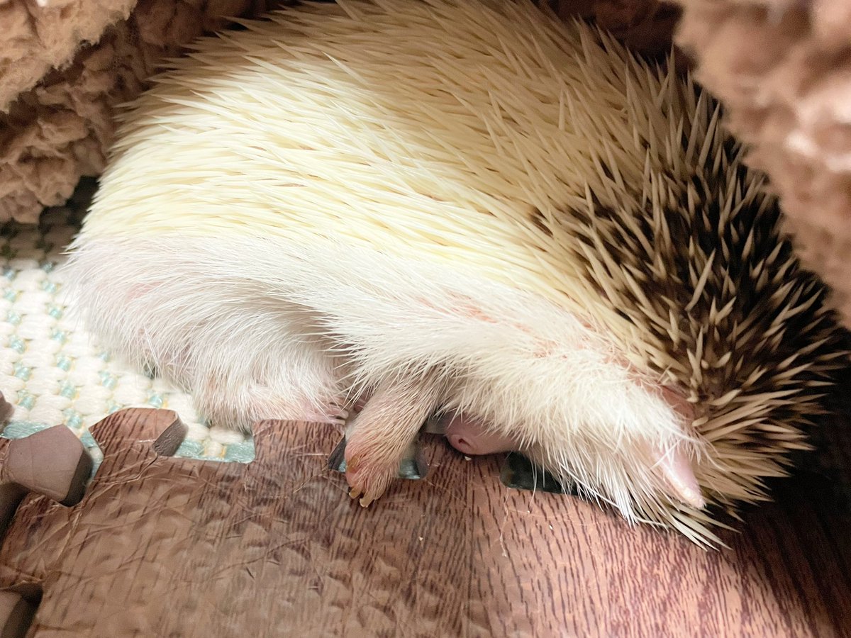 ポケモン 母上 今日 Tvにハリネズミ映ってたんだけど 足長かった ハン君は 猫でいうマン 綾都のイラスト