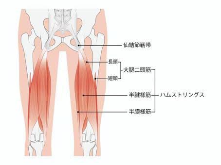musubi0823's tweet photo. ハムストリングスは3種類の筋肉なら構成され、半膜様筋、半腱様筋、大腿二頭筋があります！
太ももの後ろにある筋肉、お風呂上がりはストレッチ忘れずに！！

篠崎駅前結び整骨院・鍼灸院
03-6876-0371
 #篠崎 
 #結び
 #筋肉 https://t.co/n6IDUuvhuA