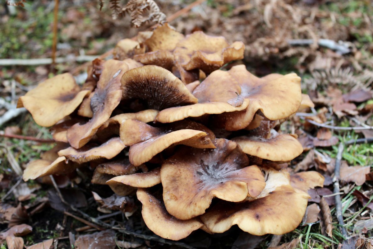 Alicehicks_'s tweet photo. Autumnal strolls 🍁 can only mean one thing, autumnal fungi! 🍄 https://t.co/KhWyD65Eq2