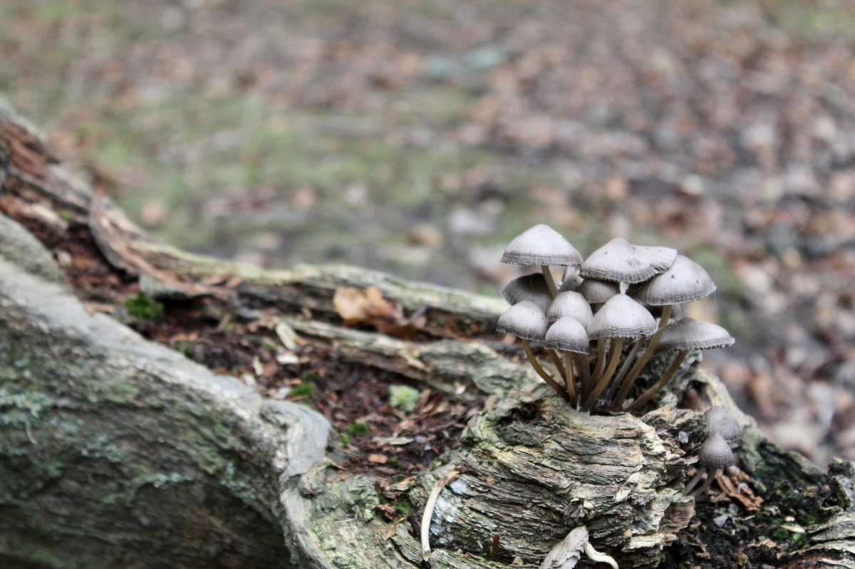 Alicehicks_'s tweet photo. Autumnal strolls 🍁 can only mean one thing, autumnal fungi! 🍄 https://t.co/KhWyD65Eq2