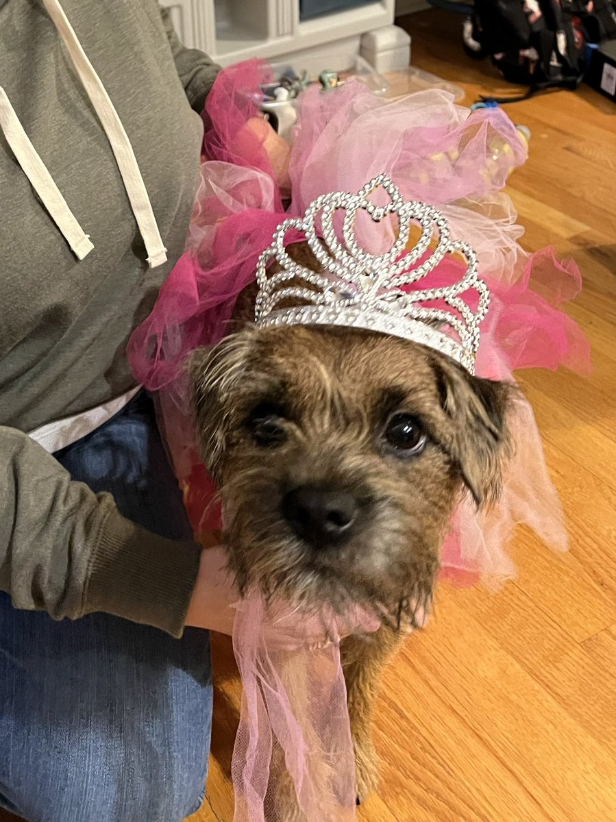 Someone gave Mum a dress up box and dis happened #BTPosse pals! I will do anyfink for a treat. 💕 #dogsoftwitter 

p.s. Iz so pretty! Don’t tell Pa, I fink I liked it!