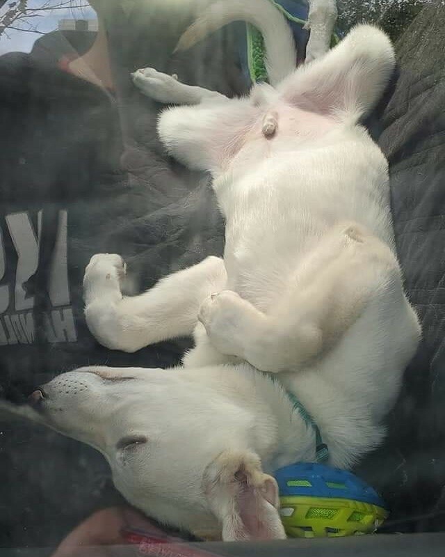 semperk9's tweet photo. Little Guy has the right idea for a Monday! Who wants to give him some belly rubs?
#semperk9 #intrainingservicedog #servicedogintraining #servicedogtraining #servicedogteam #whitegermanshepherd #mondayvibes #bellyrubs https://t.co/BtSFYj2WsA https://t.co/o8HRUZgjgO