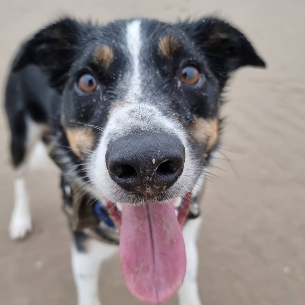 LifeAsACollie's tweet photo. Murphy loved running on #NewboroughBeach #SandyFace #Bordercollie #HappyDog #BorderCollie https://t.co/qHqaNnETax