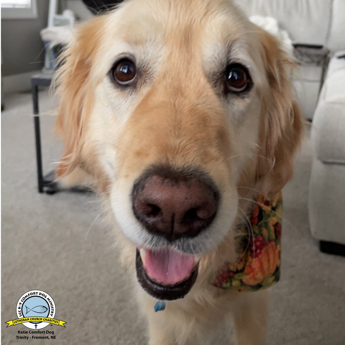 katiecomfortdog's tweet photo. @K9ComfortDogs Good morning!  It’s Monday…

Maybe this day is not 
One of your favorites. But
Never forget that every
Day you wake up is an
Amazing gift and it’s up to 
You to make it count. #mondaymotivation #comfortdogs #loveinaction #newweek  #makeotcount #goldenlove https://t.co/D8MblrH2Ao