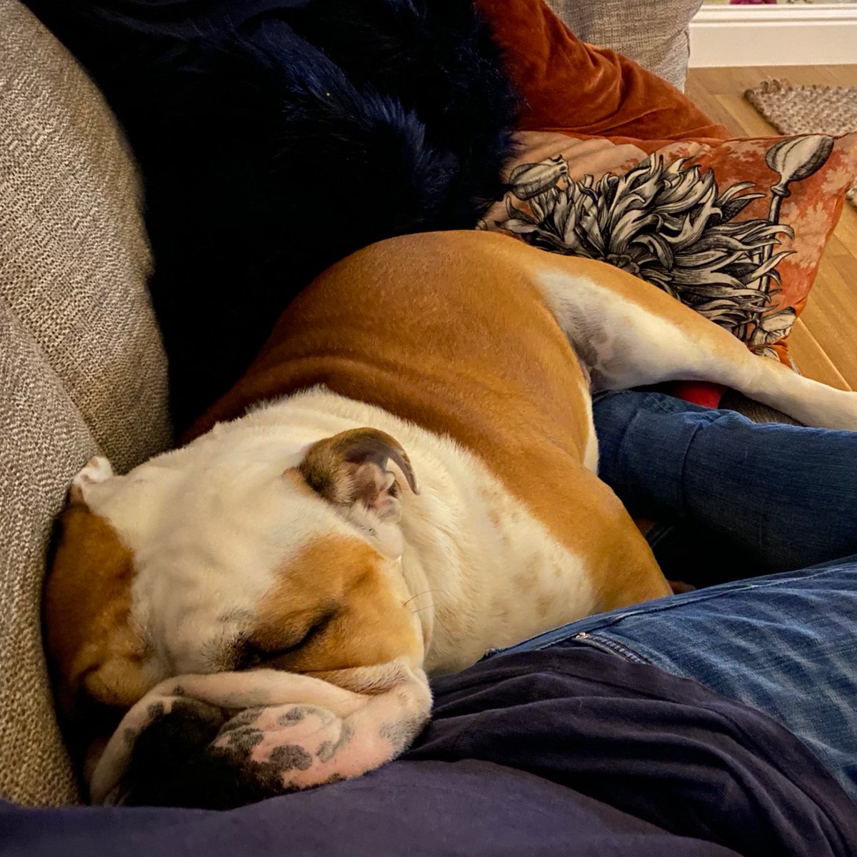barney_bulldog's tweet photo. Sorry I’m late everyone, decided to have some extra snoozes again so I’m a little late getting the week started, I hope you don’t mind? 💤🐾🐶❤️ Barney #BarneyTheBulldog #EnglishBulldog #Snooze #Sleep #Cuddles #Monday #Lazy #DogsOfTwitter #DogsOfIG #Bulldog #DogTwitter #DogIG https://t.co/K8KwDnucOc
