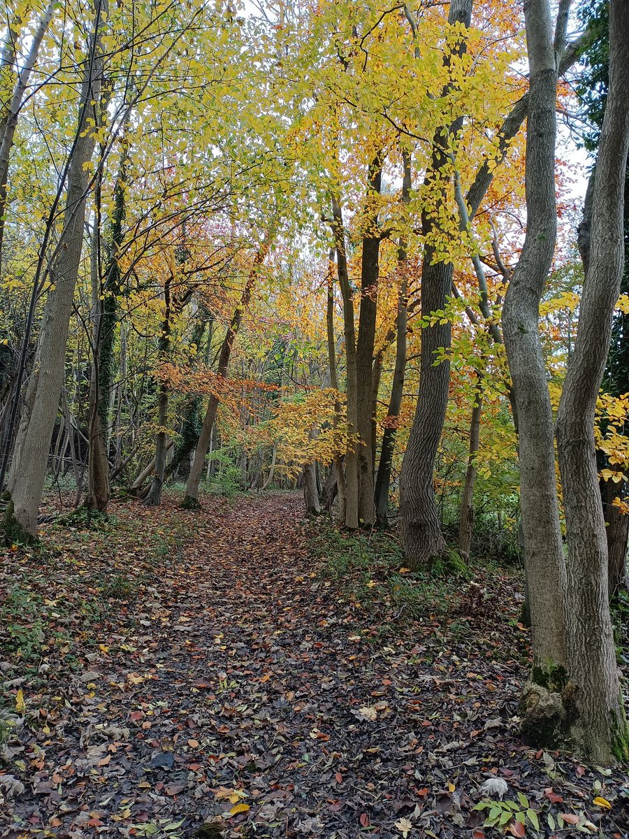 RichmondRambler's tweet photo. Norbury Park dressed in its autumn colours at the weekend #walkyourway @SurreyHillsAONB https://t.co/Exo7PTmZIJ