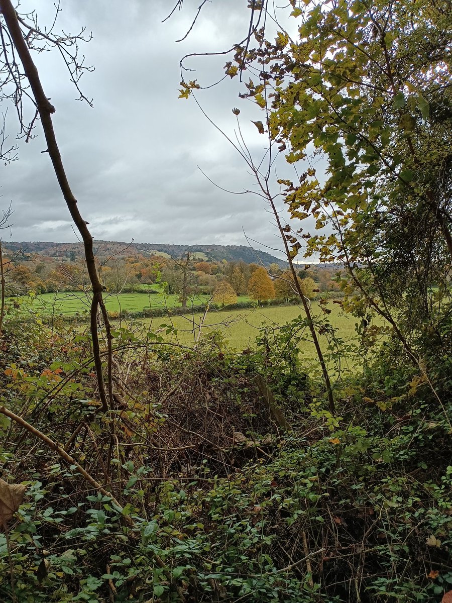 RichmondRambler's tweet photo. Norbury Park dressed in its autumn colours at the weekend #walkyourway @SurreyHillsAONB https://t.co/Exo7PTmZIJ