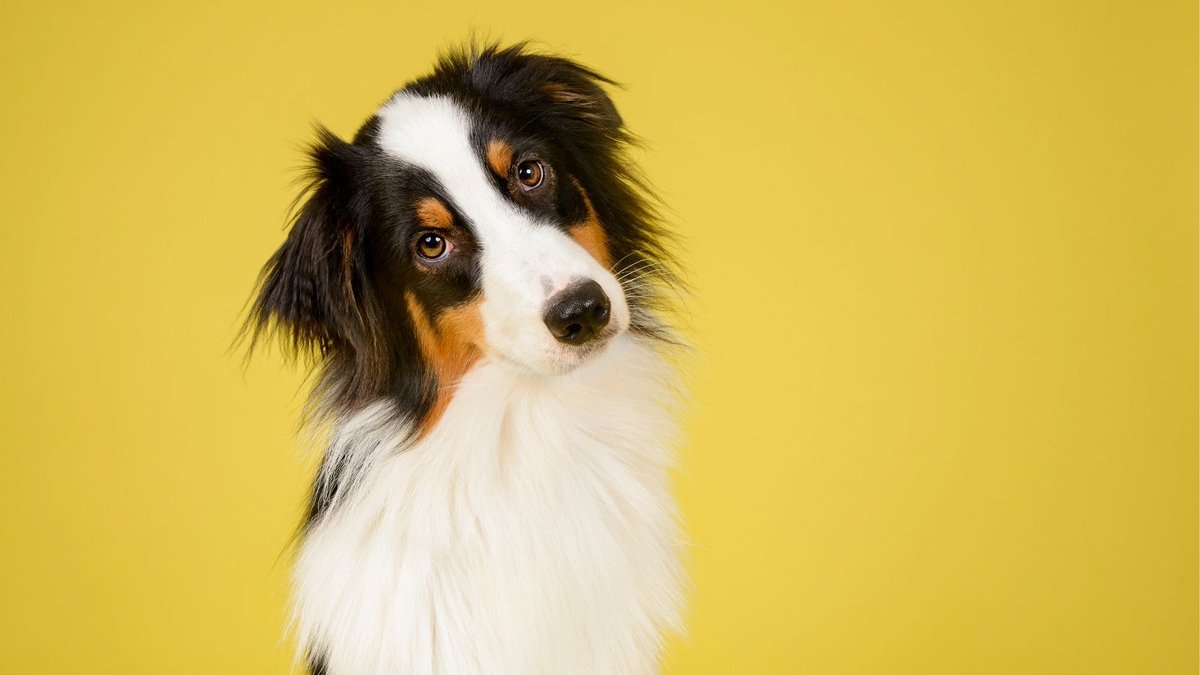 MedlinePlusEsp's tweet photo. #HARAWeek ¿Puedes contagiar a tu mascota de #COVID-19 o viceversa? Entérate de las recomendaciones de @CDCespanol aquí https://t.co/1NmnHHeM28 #HumanAnimalRelationshipAwarenessWeek https://t.co/OCVwngjAvI