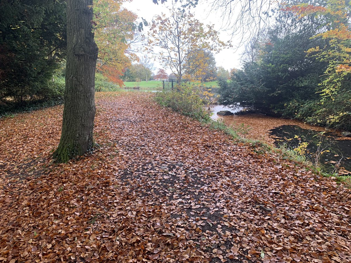 GregcraigGreg's tweet photo. Terenure Lakelands a carpet of leaves this morning @terenurerugby @carolynmoore_ie @ILoveTerenure @TerenureRA @OurLadysHC @HughGillanders @Michael_O_Regan @popcornhack https://t.co/zBXfvixQD9