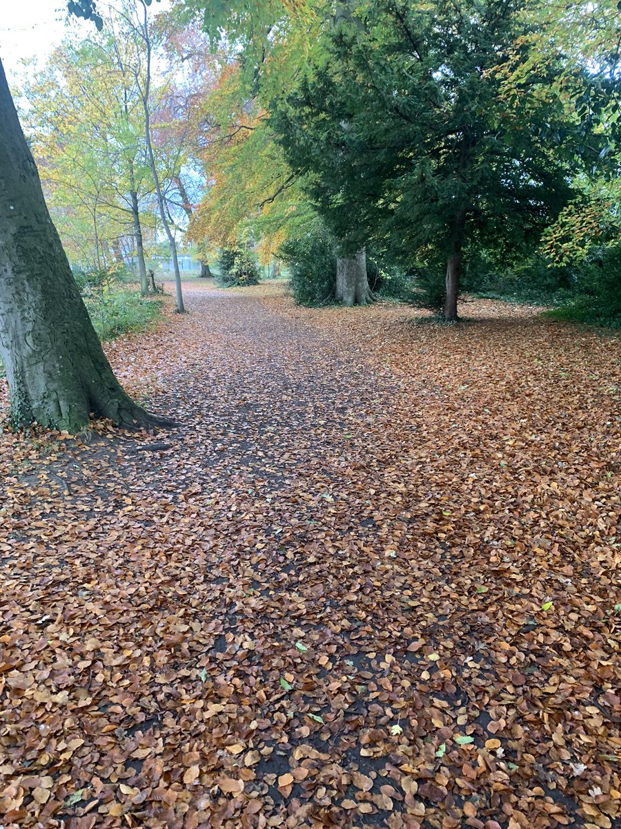 GregcraigGreg's tweet photo. Terenure Lakelands a carpet of leaves this morning @terenurerugby @carolynmoore_ie @ILoveTerenure @TerenureRA @OurLadysHC @HughGillanders @Michael_O_Regan @popcornhack https://t.co/zBXfvixQD9
