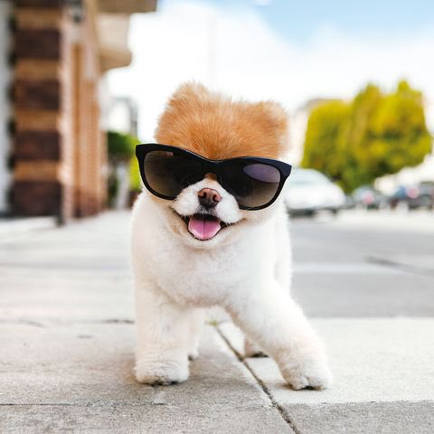 dr_cargus's tweet image. Kudos to animal photographer Grace Chon for showing us how to step into a new week with a cool vibe!
#helloNEWweek
#coolVISIONmodel
