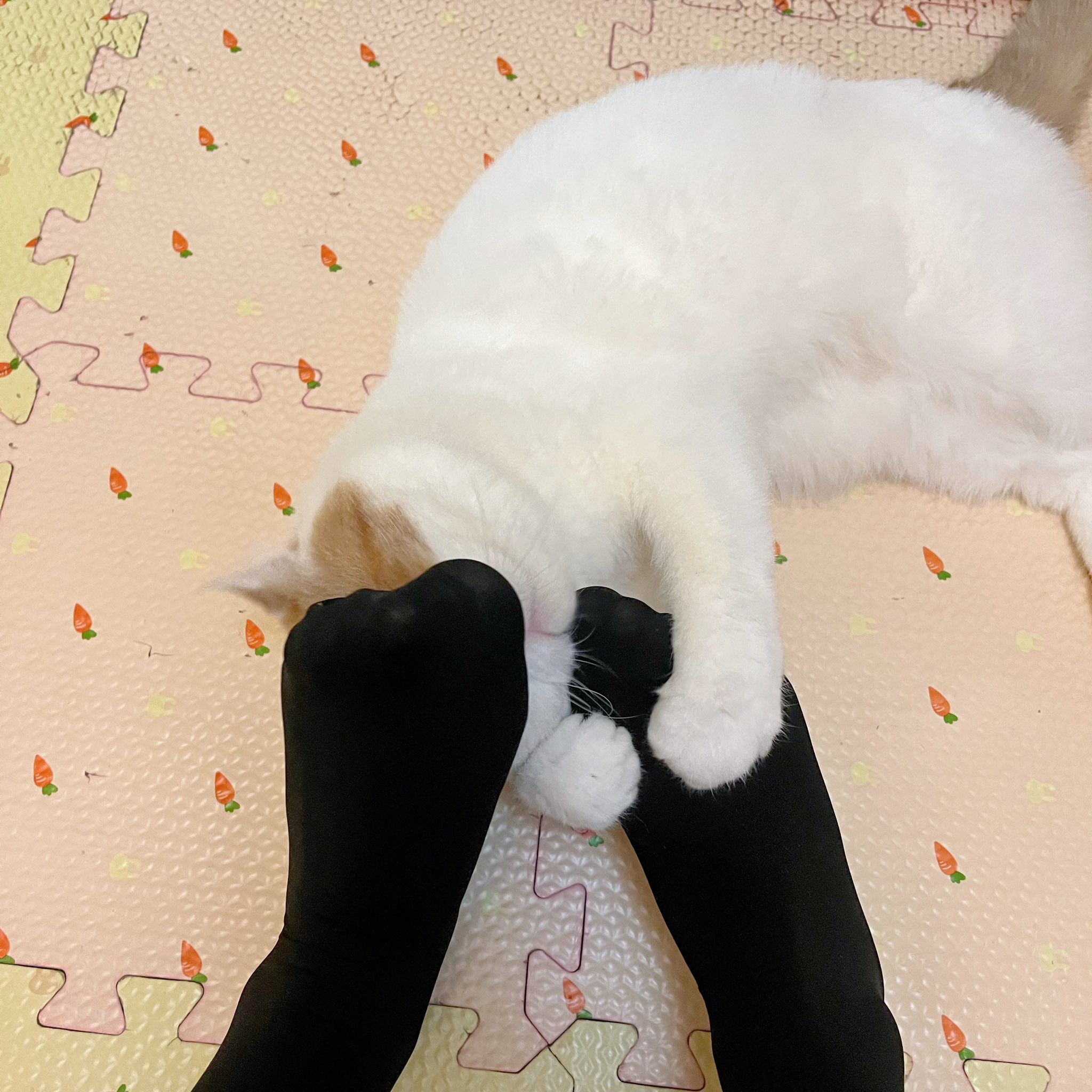 TW Pornstars - 3 pic. 是团兔子. Twitter. 这个小猫咪多少有点特殊癖好. 1:50 PM - 15 Nov 2021