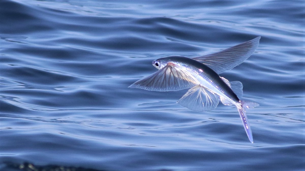 Nancy Meute on X: Flying fish can “fly” for up to 650 feet - that's over  a tenth of a mile! First, they swim very fast underwater. Then, they use  this momentum