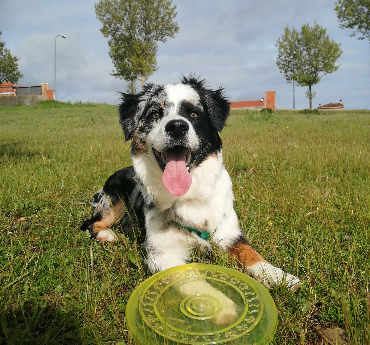 Saaandra_30's tweet photo. @lidlespana #MascotasConLidl mi niño se llama Kai 💞🐶 https://t.co/ShDPUBfgDc
