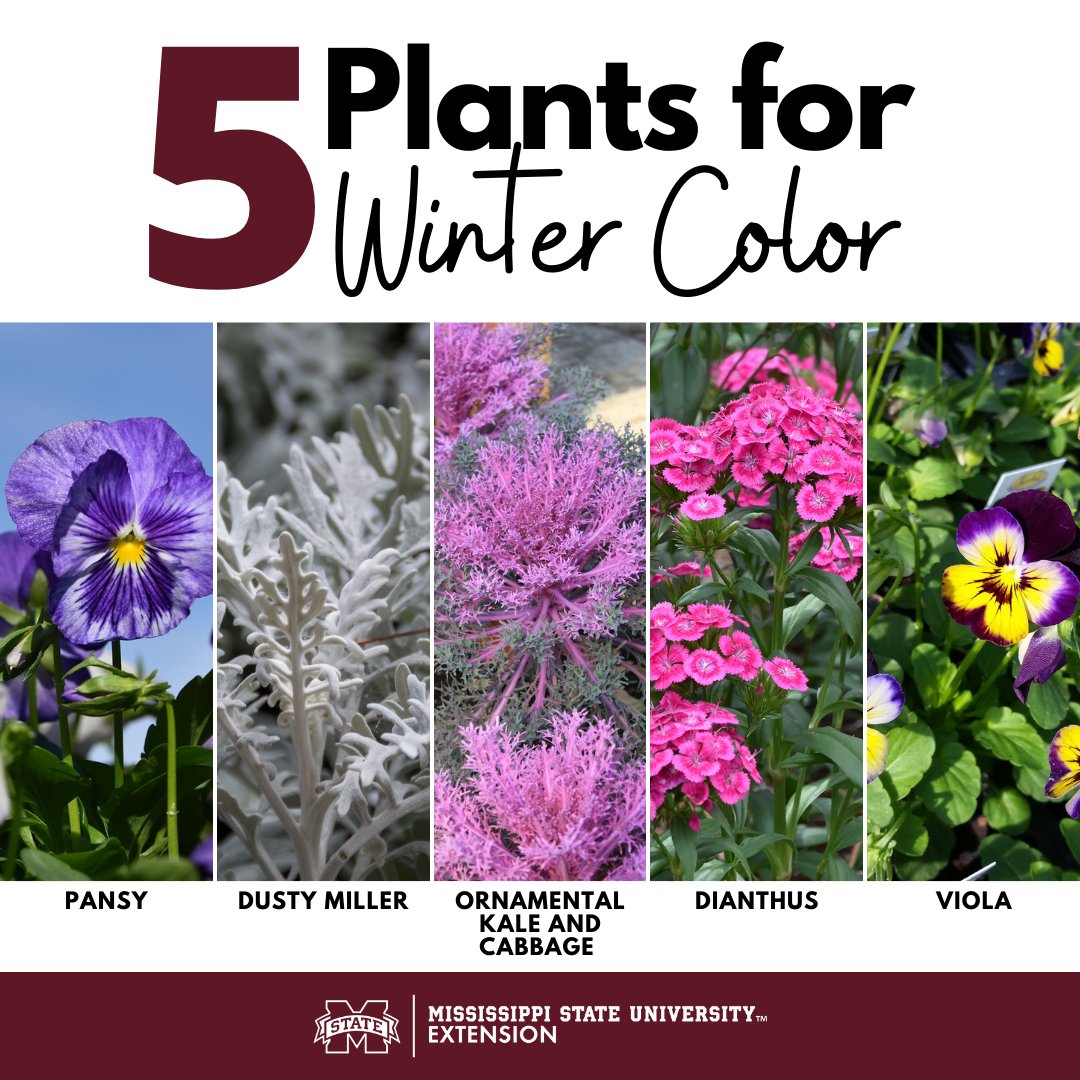 MSUExtService's tweet image. Consider these five plants for winter color!

🔸Pansy
🔸Dusty Miller
🔸Ornamental Kale and Cabbage
🔸Dianthus
🔸Viola

You can read the full blog post + find more resources here: ow.ly/bAl450GMOOg #ExtensionForRealLife #MSUext