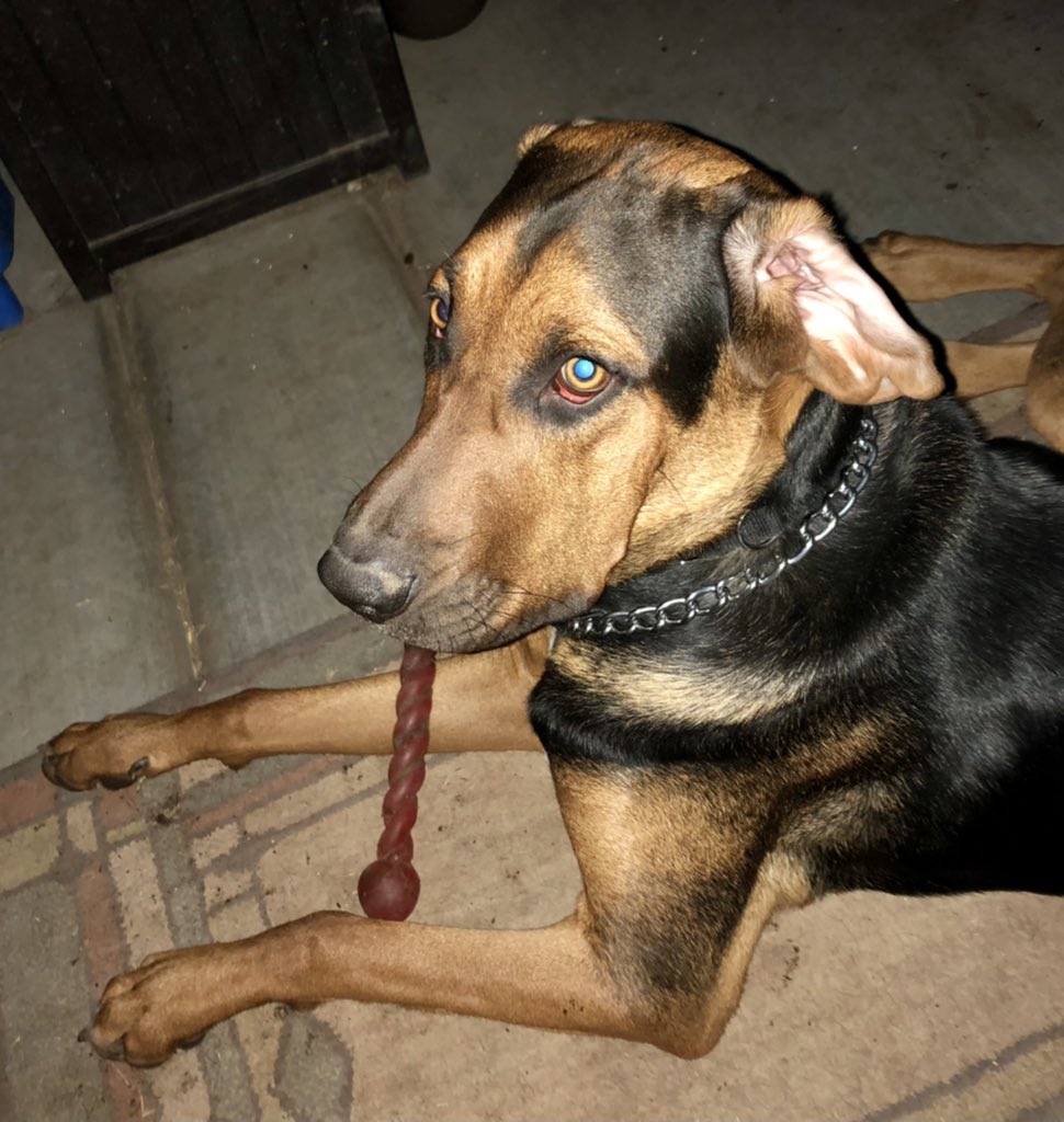 boppyjo's tweet photo. @FOX10Phoenix @troyhaydenfox10 @SylesteFox10 @ReneeFox10AZ @CoryFOX10 @RonHoonFox10 Good morning everyone!! Who’s up for a game of fetch? My Hank almost 10 months old. We watch you guys every morning!!! https://t.co/9fy5NbBejb