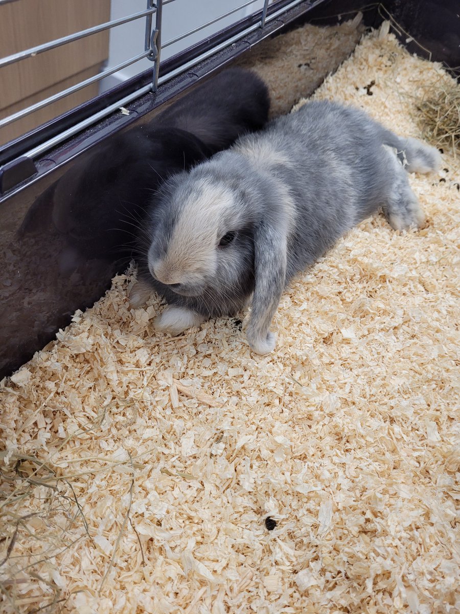 DeltaGrangeLane's tweet photo. We would like to introduce everyone to our newest member of Grange Lane! Mr Rabbit is yet to be officially named but he is settling in nicely.
Suggestions for his name are more than welcome below.
#GLIARabbit #SchoolPet #GrangeLanePets https://t.co/q34LVId0zr