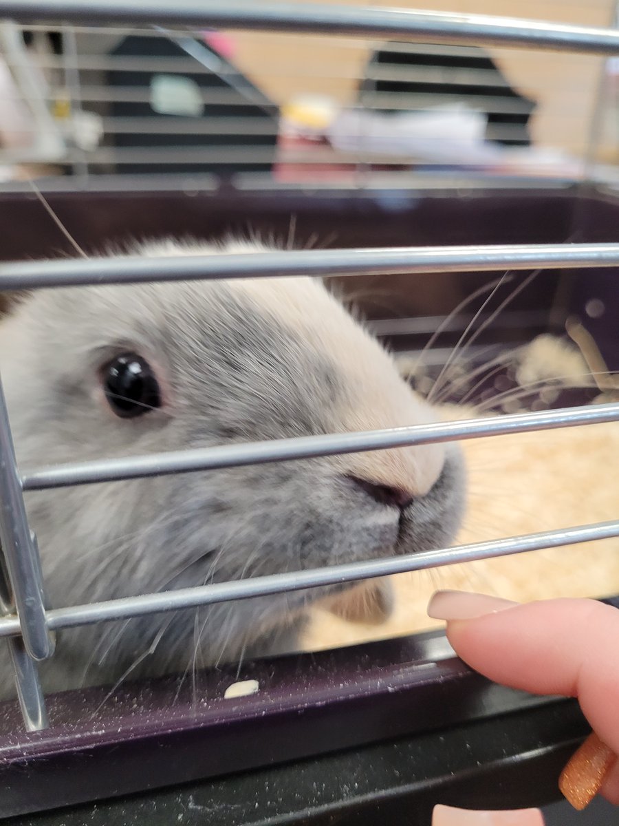 DeltaGrangeLane's tweet photo. We would like to introduce everyone to our newest member of Grange Lane! Mr Rabbit is yet to be officially named but he is settling in nicely.
Suggestions for his name are more than welcome below.
#GLIARabbit #SchoolPet #GrangeLanePets https://t.co/q34LVId0zr