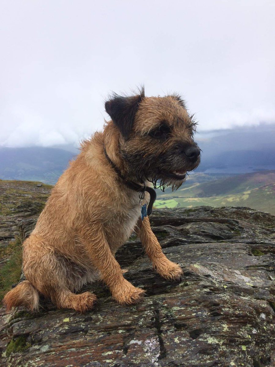 slowrid86474570's tweet photo. Please retweet and help me find my dogs, they have been missing since Nov 4th  any information welcome. @AdoptionsUk https://t.co/xZJrELE2rj
