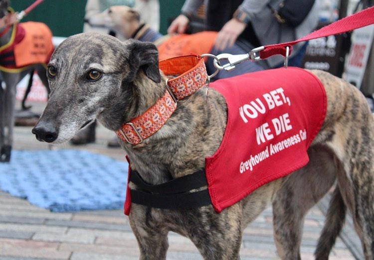 GreyhoundRobert's tweet photo. I was joined by four gorgeous rescue girls; Molly, Sally, Coco and Maisey, to raise awareness of the ongoing issues in the industry and to do what us hounds do best- show off just how great we are as #companionsnotcommodities! #rescuednotretired #petsnotbets https://t.co/yy9aO4OAwO