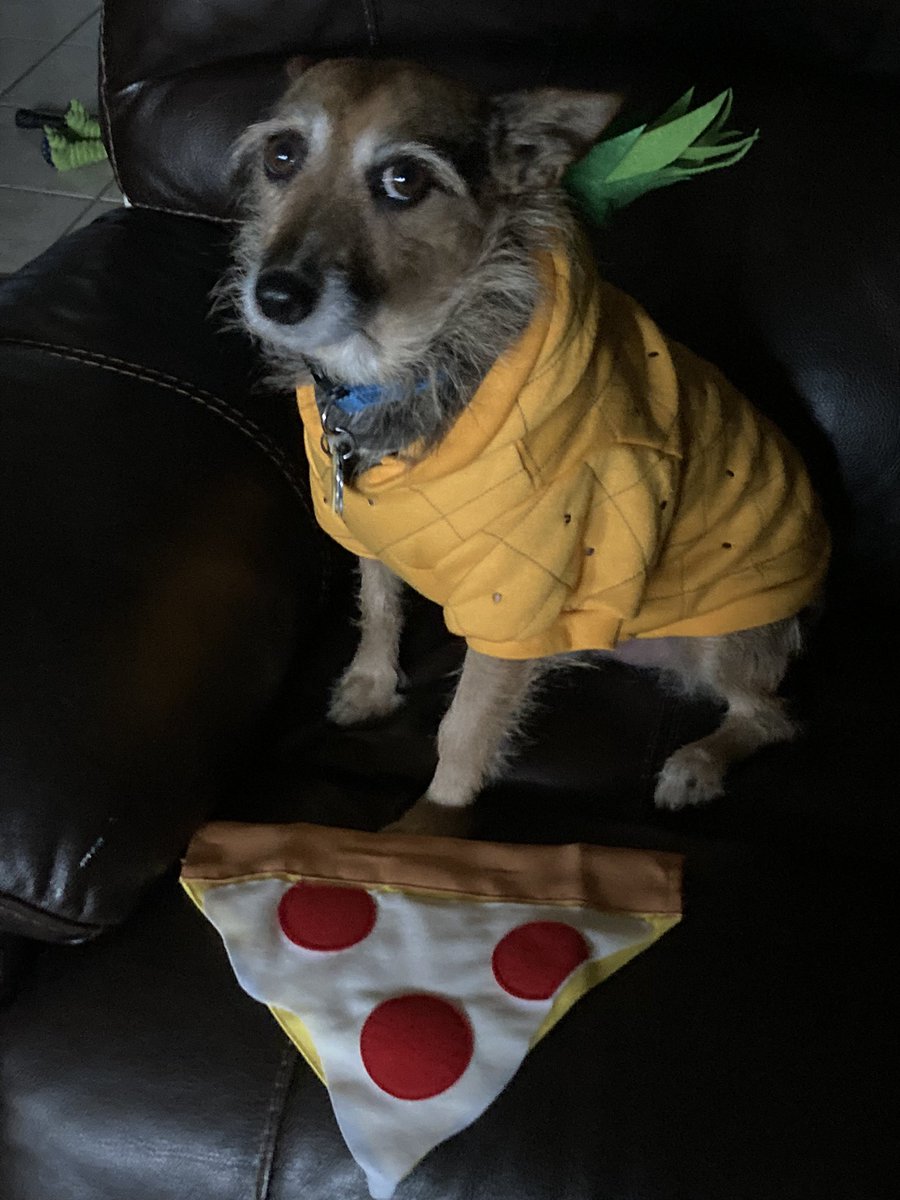 HerbieMooland's tweet photo. Pineapple and pizza. What are your thoughts? 🍍🍕🤔 💭 #pinapplepizza #thegreatdebate #whatareyourthoughts #youropinion #dogsoftwitter #questions #pineapple #pizza #hmm https://t.co/P4QSbN1xdH
