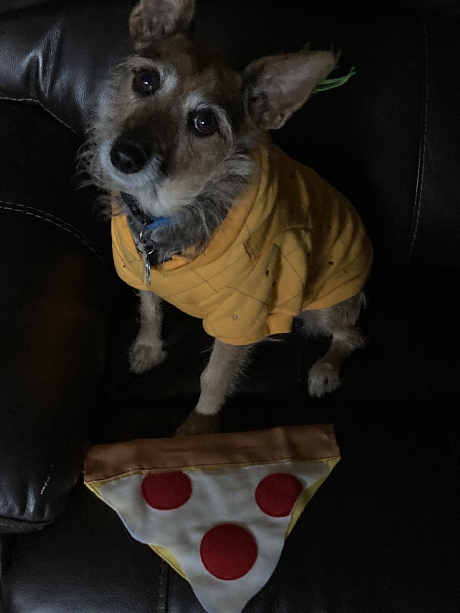 HerbieMooland's tweet photo. Pineapple and pizza. What are your thoughts? 🍍🍕🤔 💭 #pinapplepizza #thegreatdebate #whatareyourthoughts #youropinion #dogsoftwitter #questions #pineapple #pizza #hmm https://t.co/P4QSbN1xdH