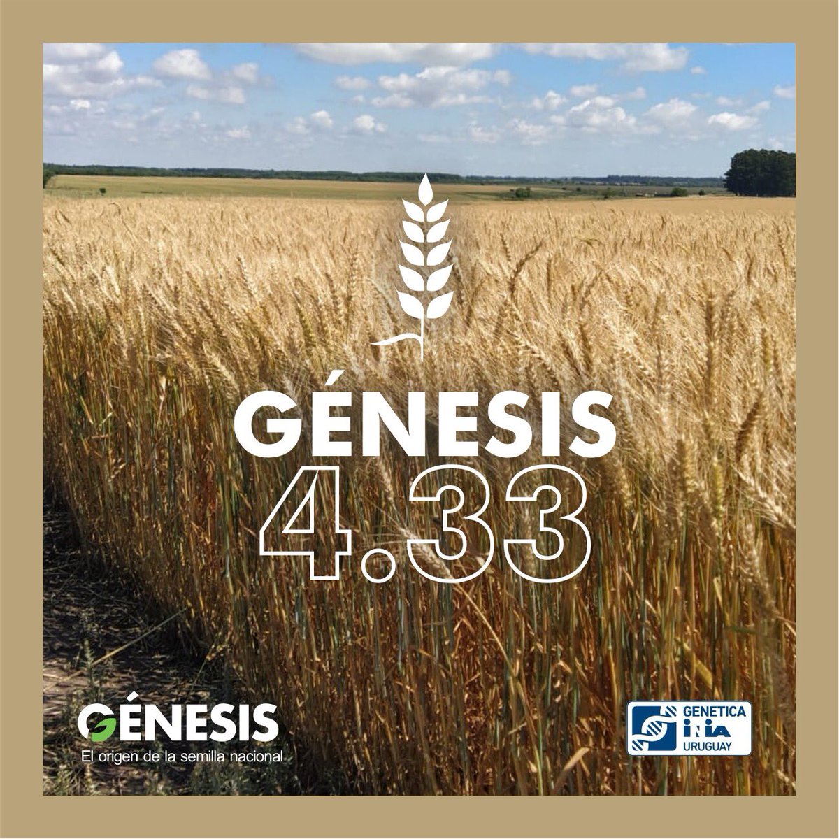 Semillas Génesis tweet media